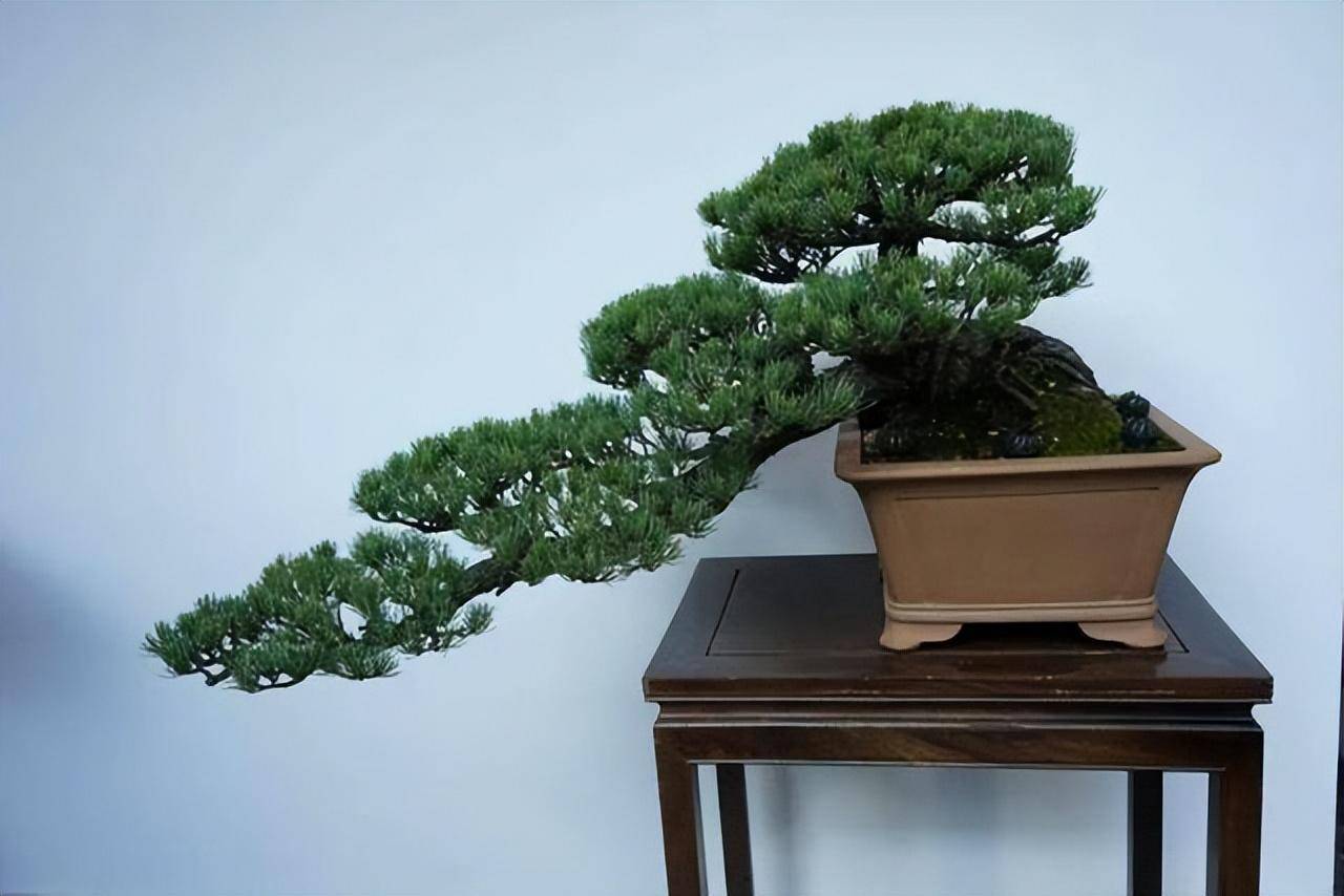 cây cảnh bonsai