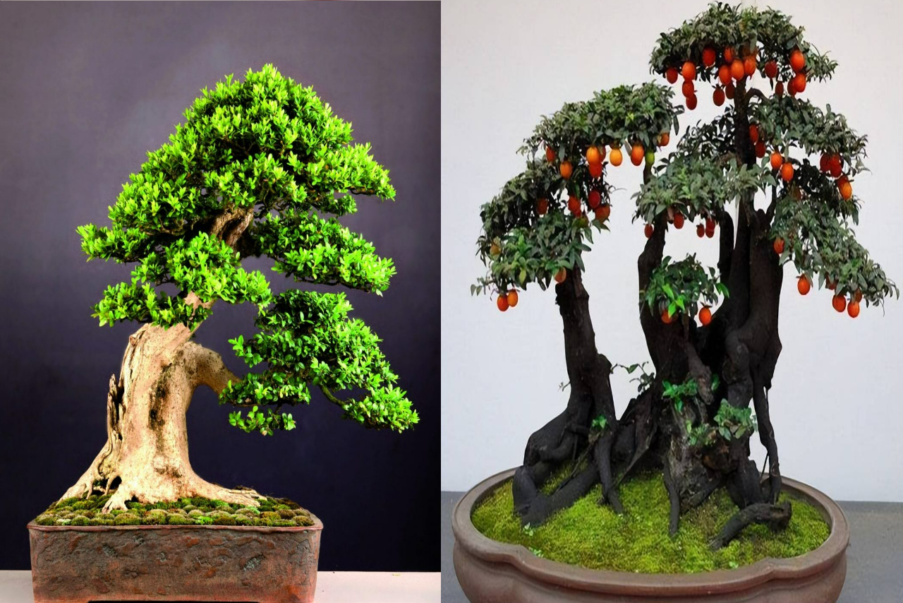 cây cảnh bonsai